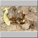 Nomada panzeri - Wespenbiene m02b 6-7mm - Sandgrube Niedringhaussee det.jpg